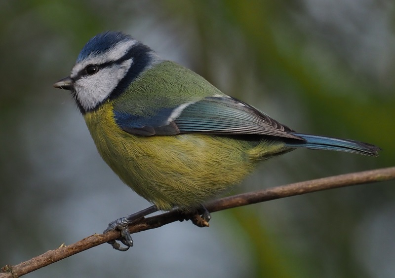 blue tit 4.jpg
