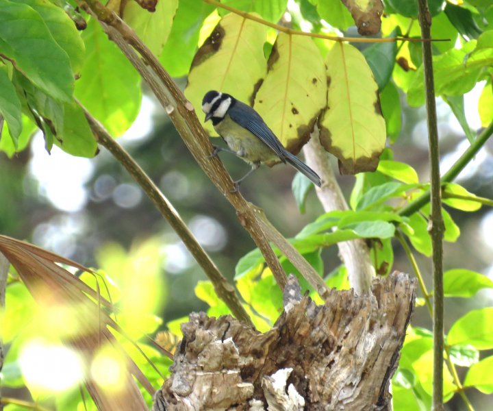 Blue Tit 4.JPG