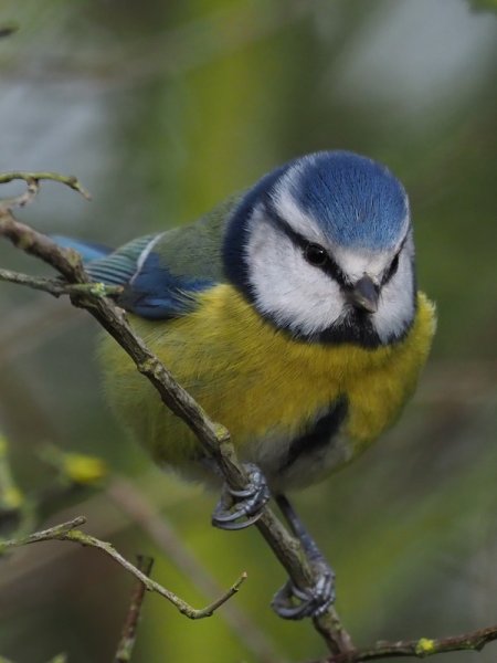 blue tit 5.jpg