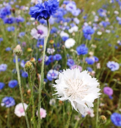 Blue,+White,+Pink+&+Lilac+cornflowers.jpg