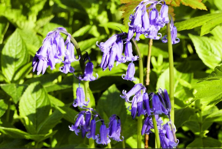 Bluebell 1.JPG