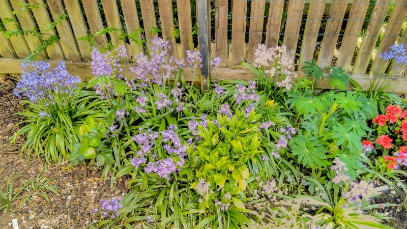 Bluebells 11-5-22.jpg