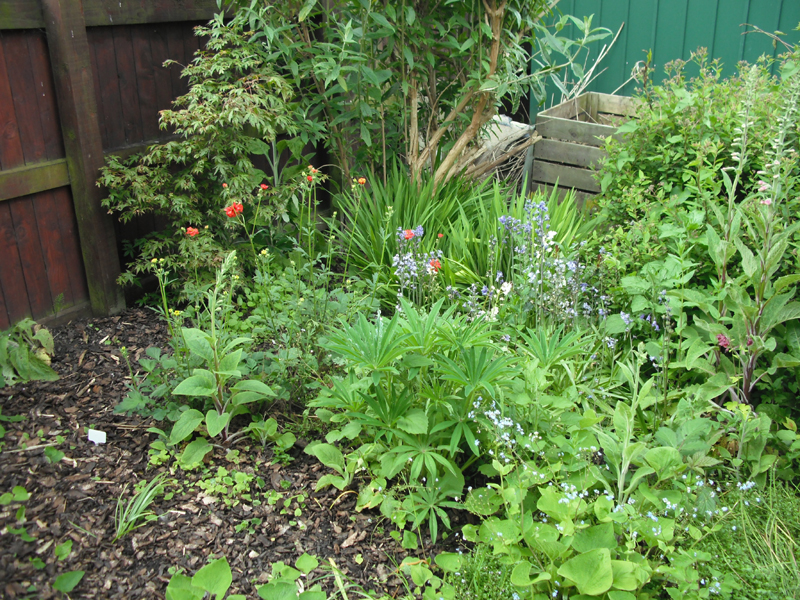 bluebells and geum  03-06-2012.jpg