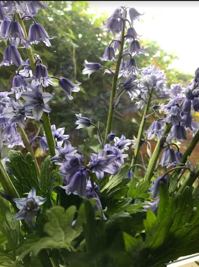 bluebells2.jpg