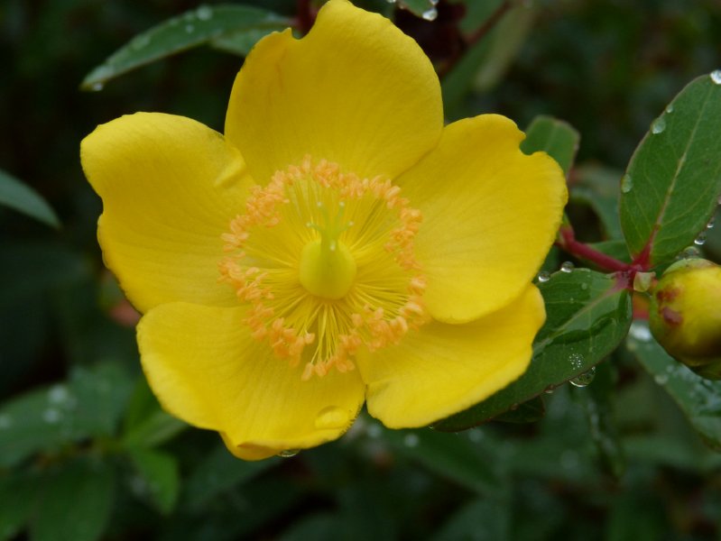 Blurred motion and bits today 22 Oct 2012 013.JPG