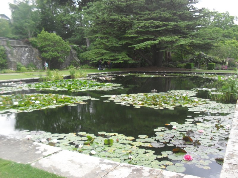 Bodnant 2025 (5).JPG