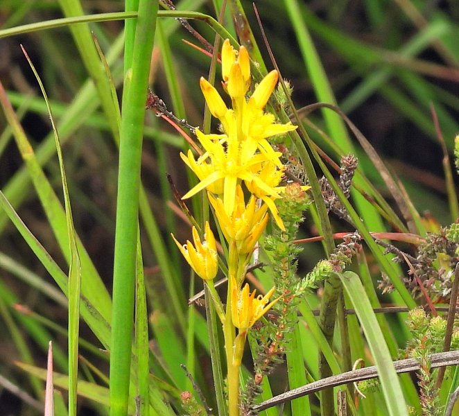 Bog Asphodel.JPG
