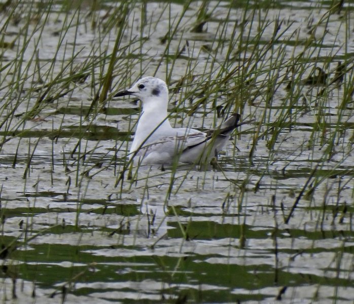 Bonaparte's Gull.JPG