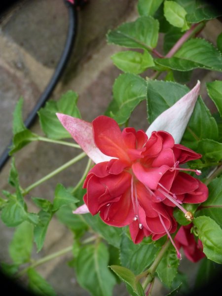 Bonnets and bits 005.JPG