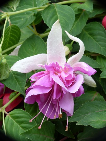 Bonnets and bits 006.JPG