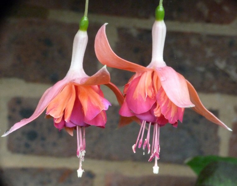 Bonnets and bits 007.JPG