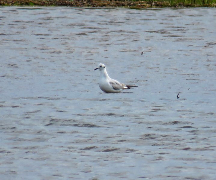 bony gull 2.JPG