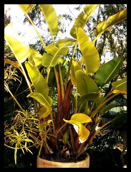 BoP Nicolai 22 Ja 20.jpg