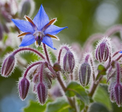 borage.jpg