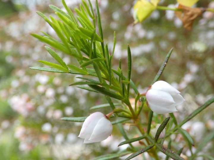 Boronia spp  03 - small.jpg