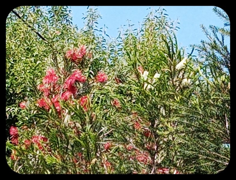 Bottlebrushes 4 Ma 22.jpg
