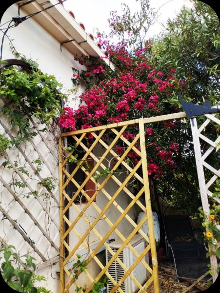 Bougainvilla 1 May 25.jpg