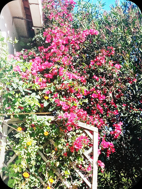 Bougainvilla 12 Apr 24.jpg
