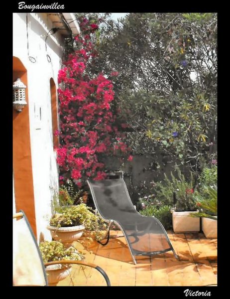 Bougainvillea 17 May 12.jpg