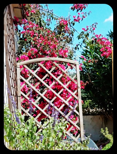Bougainvillea 2 May 21.jpg