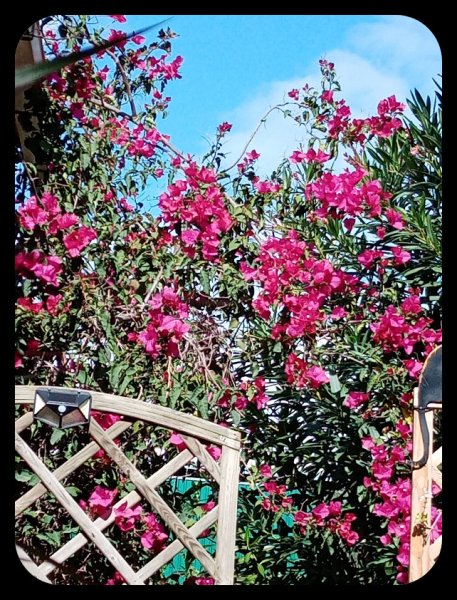 Bougainvillea 3 Nov 21.jpg