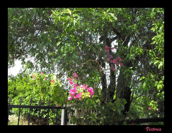 Bougainvillea in Almond May 11.JPG