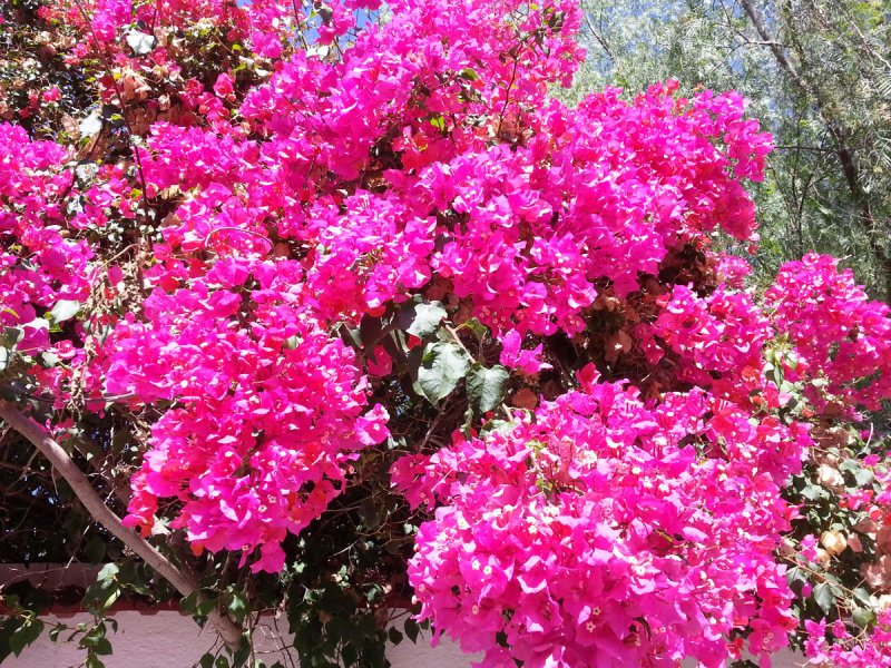 Bougainvillea.jpg