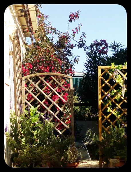 Boughie through Trellis 18 Apr 21.jpg