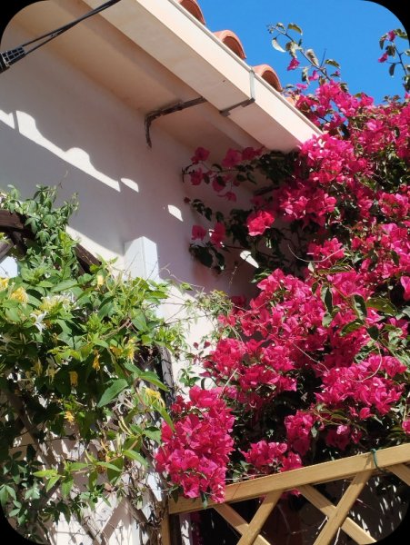 Bougie _ Honeysuckle 14 May 25.jpg