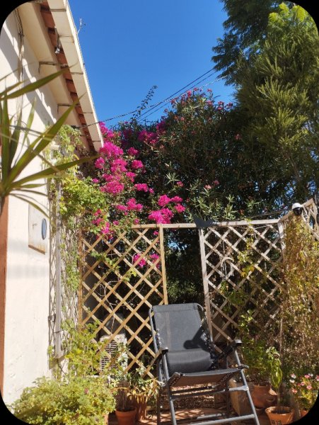 Bougie _ Oleander 9 Aug 25.jpg