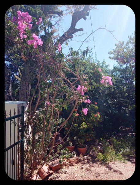 Bougie at Gate2 21 Aug 21.jpg