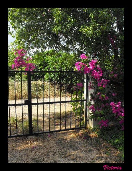 Bougie at Gates 4 Jun11.JPG