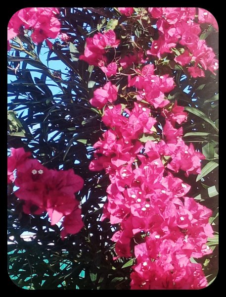 Bougie at House 21 Nov 21.jpg