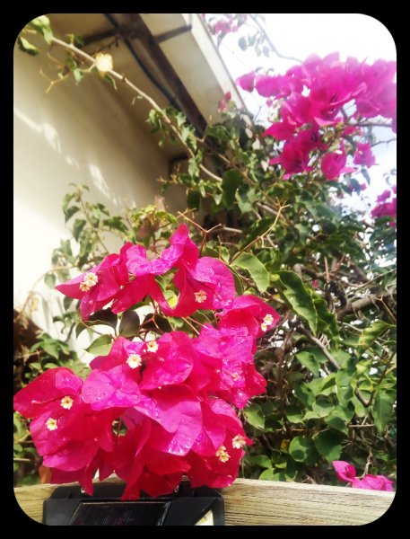 Bougie at House2 9 Sep 21.jpg