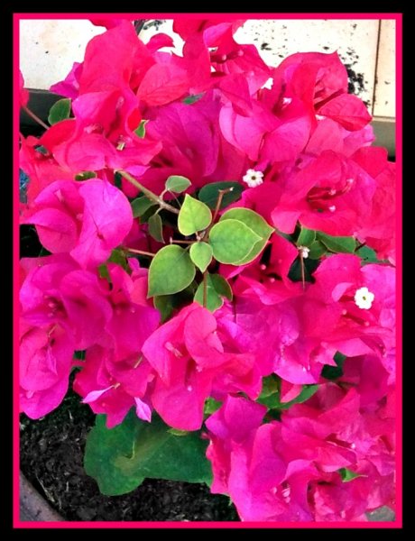 Bougie Bonsai2 26 Oct.jpg