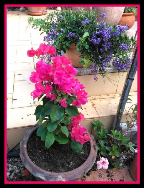 Bougie Bonsai3 26 Oct.jpg