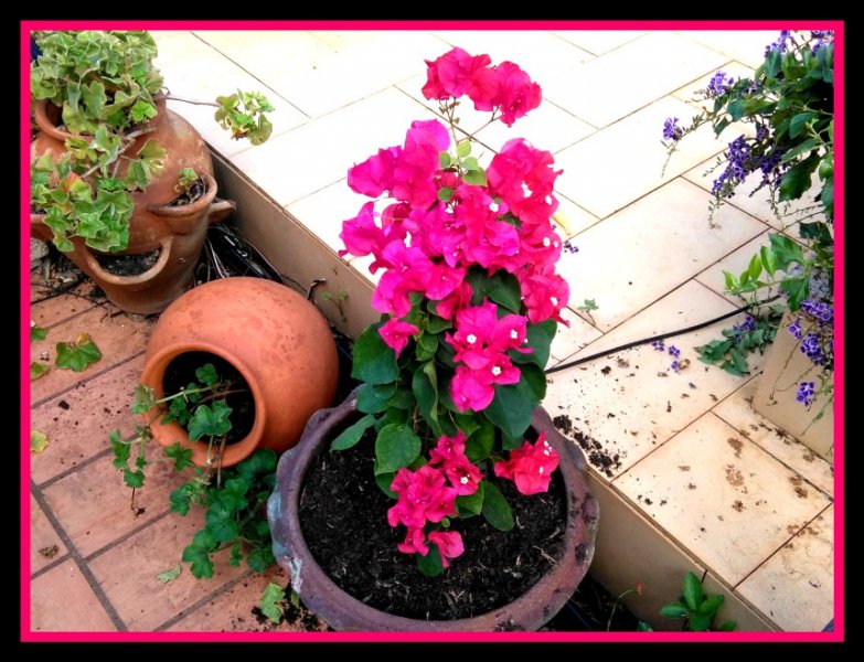 Bougie Bonsai4 26 Oct.jpg