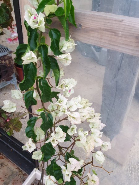 Bougie Coconut Ice.jpg