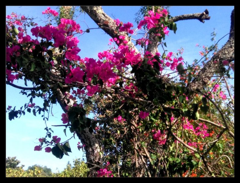 Bougie in Almond 15 Nov 20.jpg