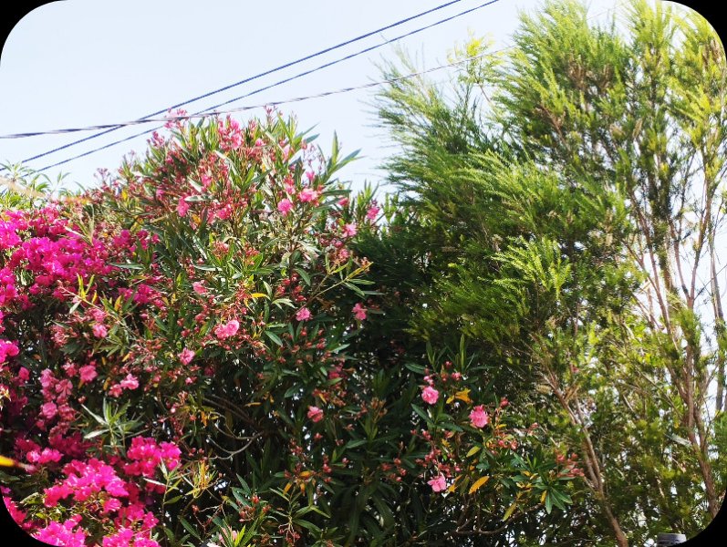 Bougie & Oleander 2 Jun 25.jpg