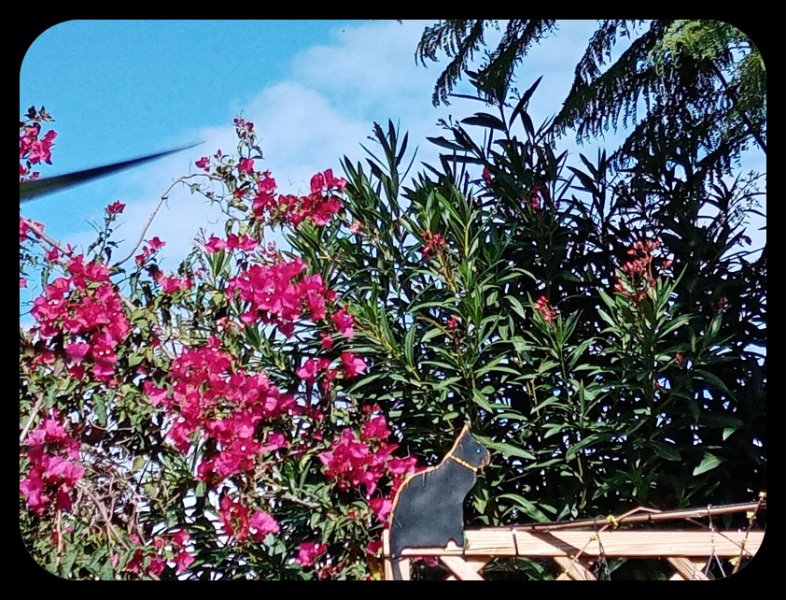 Bougie Oleander 3 Nov 21.jpg