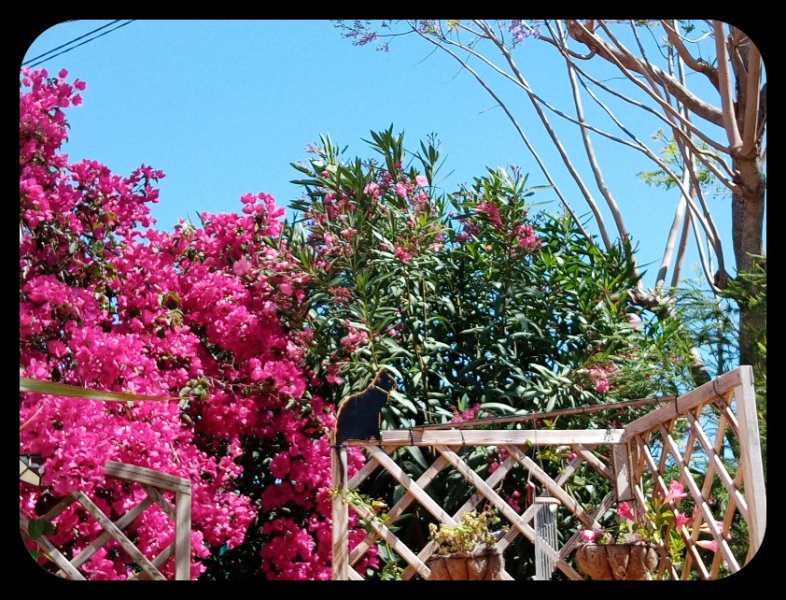 Bougie Oleander Jak 27 May 22.jpg