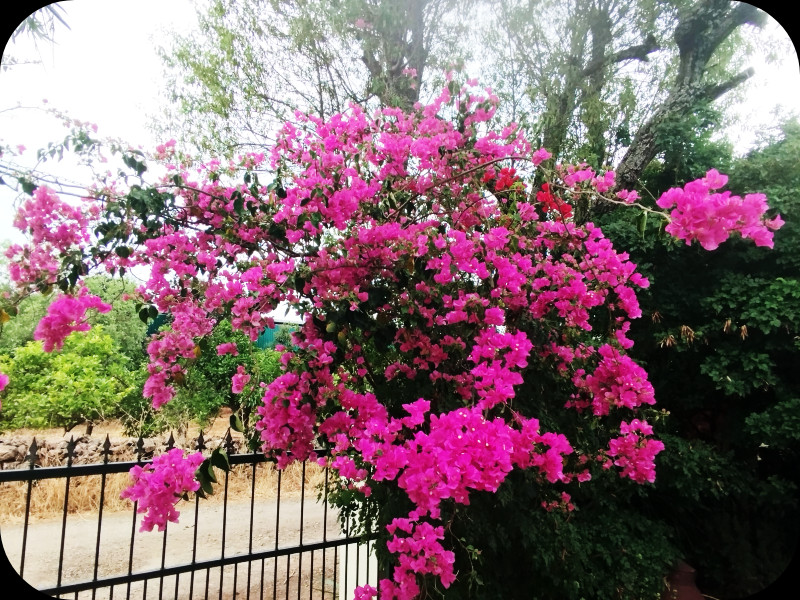 Bougie over Entrance 18 Jun 25.jpg