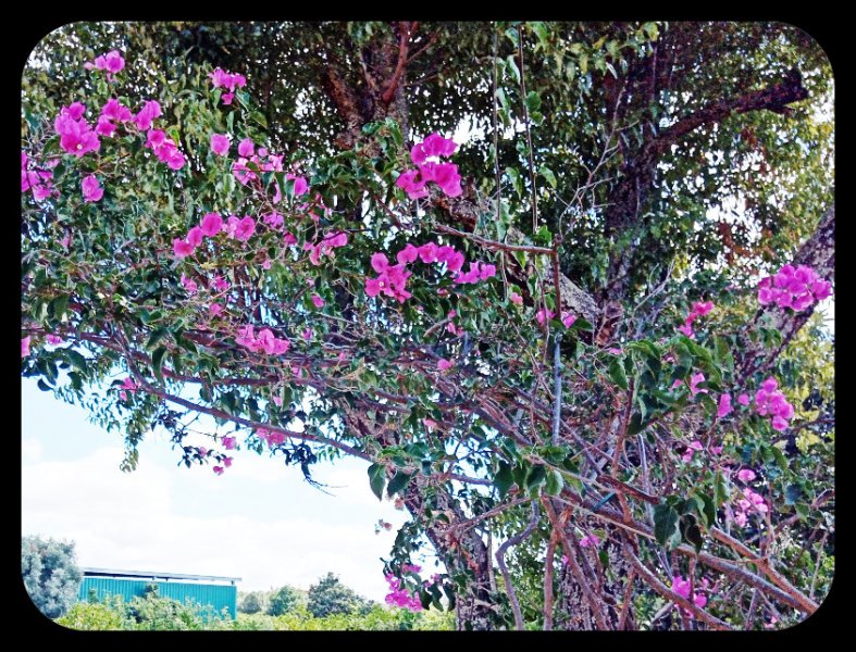 Bougie over Gate1 21 Jun 22(1).jpg