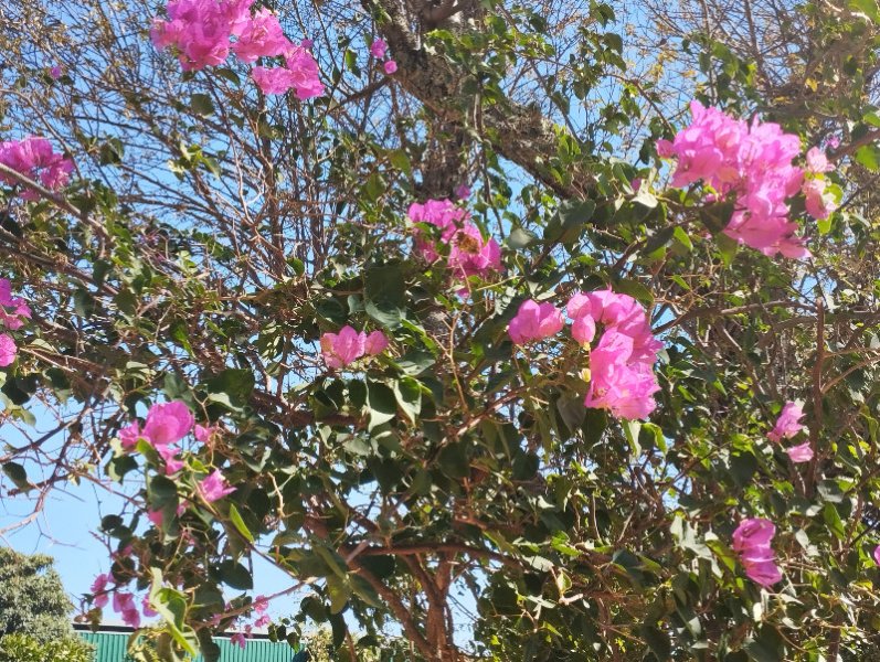 Bougie Pink Gate2 2 Se 25.jpg