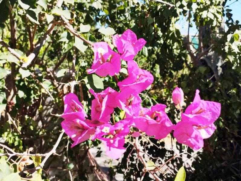 Bougie Pink Gate3 2 Sep 35.jpg