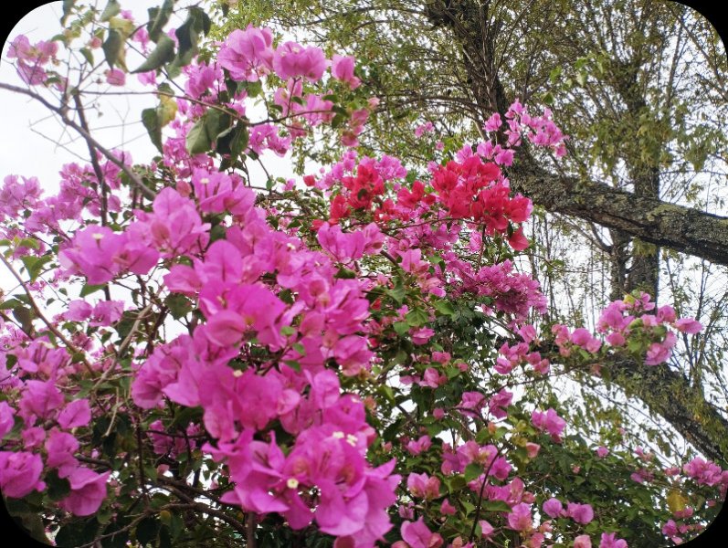 Bougie Sport 18 Jun 25.jpg