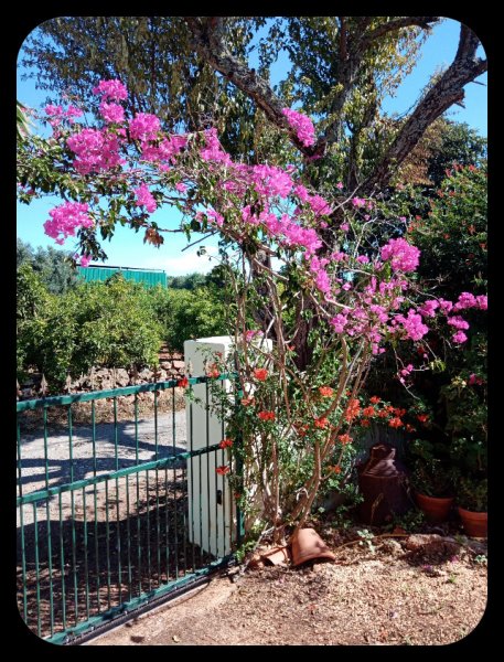 Bougie Teco Gate 5 Oct 21.jpg