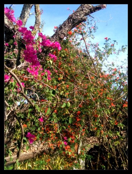 Bougie Tecomaria 15 Nov 20.jpg