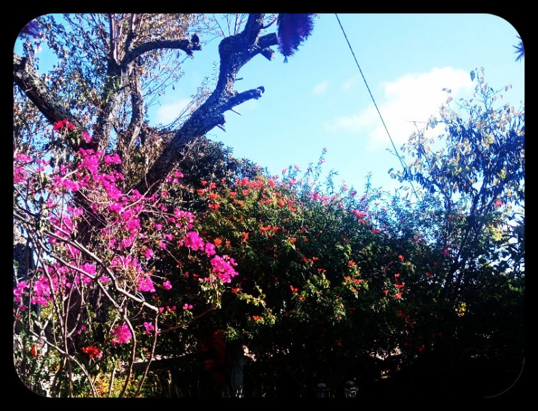 Bougie & Tecomaria1 21 Nov 21.jpg